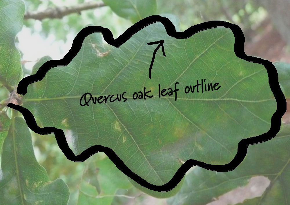 Quercus logo concept